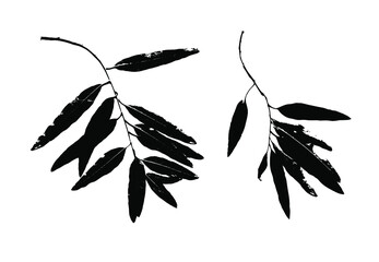 Imprints of osier tree leaves. Leaves and tree branches set. Black prints of natural leaves. Suitable for botanical design, print, postcard, pattern. Vector illustration. © Nata Korpusova