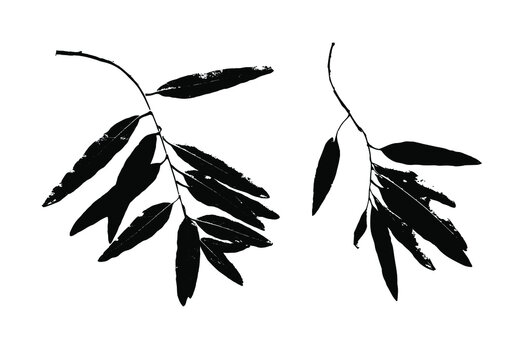 Imprints of osier tree leaves. Leaves and tree branches set. Black prints of natural leaves. Suitable for botanical design, print, postcard, pattern. Vector illustration.