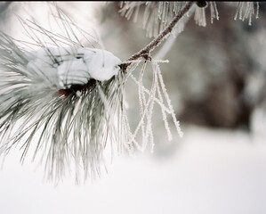 Pine bough with hoar frost and snow