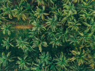 Drone shot of a Path through the palm trees in Siargao, Philippines