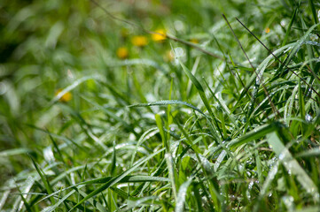 drops of dew on the young spring grass