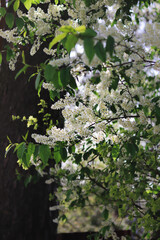 Bird cherry closeup. Bird-cherry tree in spring.