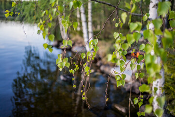 birch and lake with kokko