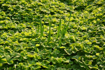 Weed come out from the three leaf grassland