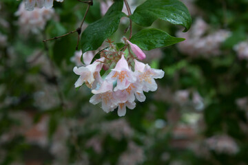 Azalea flowers outdoors