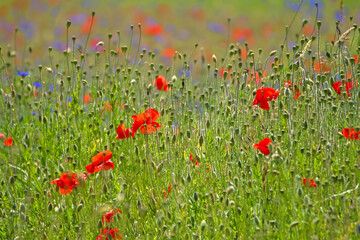 Fototapeta premium Wildblumenwiese mit Klatschmohn und Kornblumen