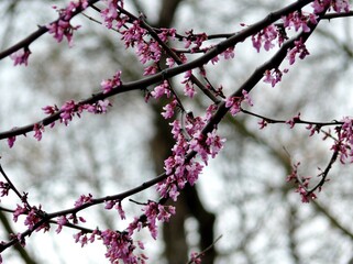 Redbud Tree Branch With Pink Blossoms in Spring Rain