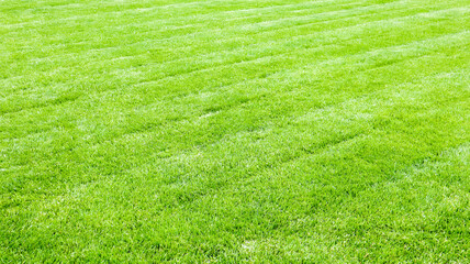 green lawn background. a freshly mowed lawn with traces of a lawn mower. Beautifully cropped yard...