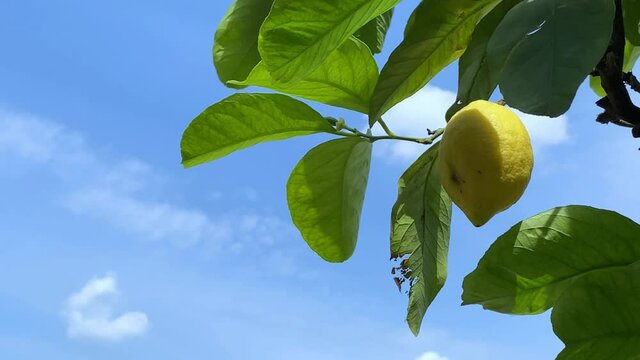 Lemon tree blowing in the wind with sky in the background
