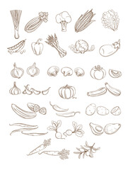 Set of organic farm fresh fruits and vegetables. Vector illustration.