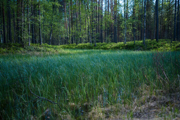 swamp 