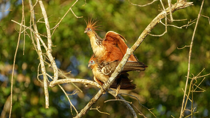 stinky bird mating 