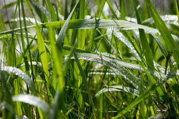 drops of dew on the young spring grass