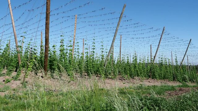 Im Spalter Hopfenland in Mittelfranken ranken die Hopfenpflanzen dem blauen himmel entgegen.