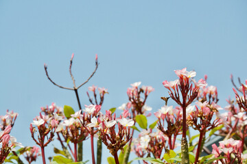 Plumeria flowers
