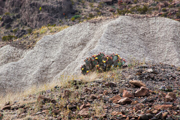 Yucca blooming in the desert