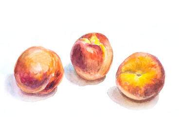 Fototapeta na wymiar watercolor peaches on white. hand drawn illustration