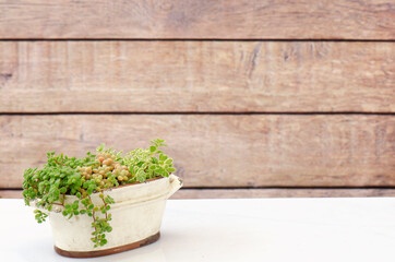 Mix of green crassula succulent plant arrangement in dirty white ceramic planter on white table and wooden background
