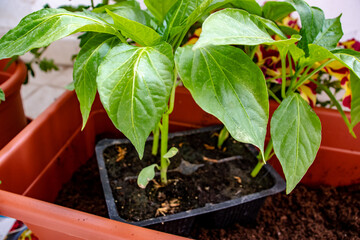 Vertical shot of a green plant in a plastic vase which has already borne fruit