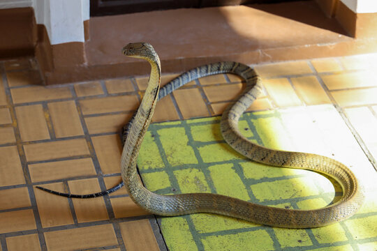 The king cobra is dangerous snake on floor at thailand