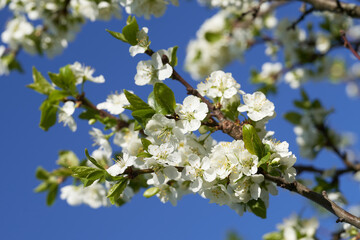 Apple blossoms bloom on a spring day