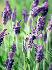French lavender flowers. Close up. 