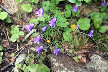 Campanula flowers in the mountains of Khakassia. Russia.