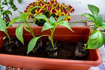 Vertical shot of a green plant in a plastic vase which has already borne fruit