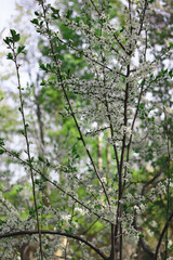The branches of a blossoming tree. Cherry tree in white flowers. Blurring background. 
