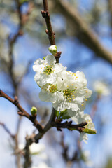 Apple blossoms bloom on a spring day