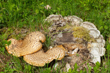Close up of a basidiomycete bracket fungus and trametes on a tree stump also called Polyporus squamosus or Schuppiger Stielporling