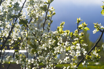 Apple blossoms bloom on a spring day