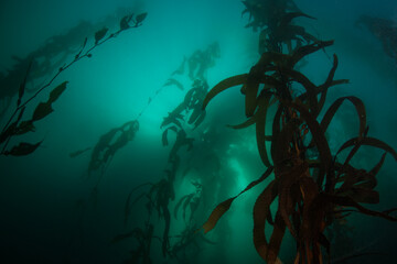 Fototapeta na wymiar A forest of Giant kelp, Macrocystis pyrifera, grows in the cold eastern Pacific waters that flow along the California coast. Kelp forests support a surprising and diverse array of marine biodiversity.