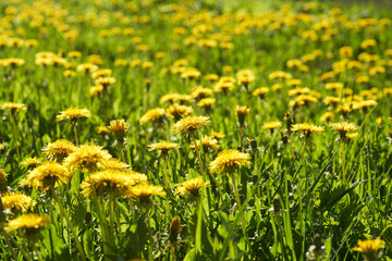 Fototapeta premium Close up of blooming yellow dandelion flowers (Taraxacum officinale) in garden on spring time