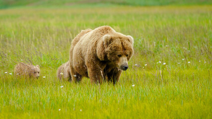 brown bear walking with cubs