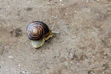 big grape snail closeup is crawling on the surface