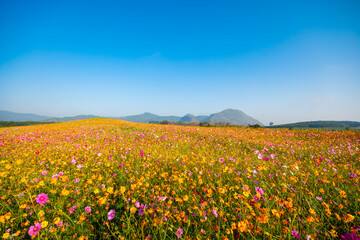 Colorful cosmos flowers in the garden.