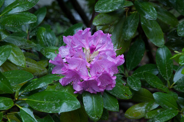 Azalea flowers outdoors