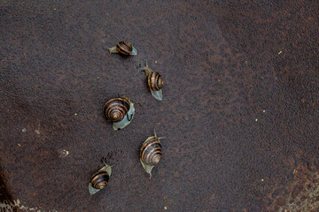 Fototapeta na wymiar a few snails sitting on the metal surface after rain