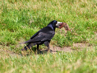 Crow with prey, Corvus frugilegus