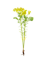 Cypress spurge plant isolated on white, Euphorbia cyparissias
