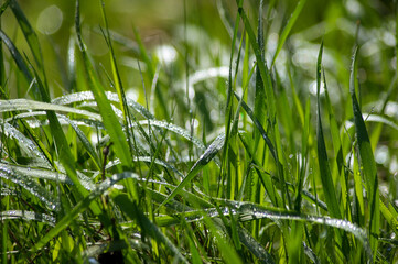 drops of dew on the young spring grass