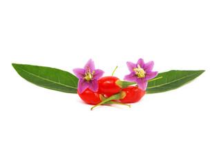 Fruits, flowers and leaves of Goji berry or Wolfberry, Lycium barbarum
