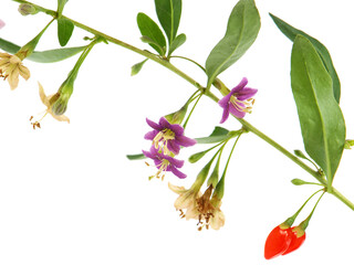 Twig of of Goji berry or Wolfberry with ripe fruit and flowers, Lycium barbarum
