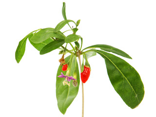 Branch of of Goji berry or Wolfberry with ripe fruit and flowers, Lycium barbarum