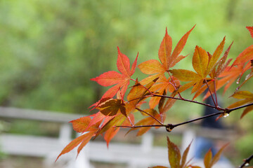 Orange Maple leaves in the sunshine