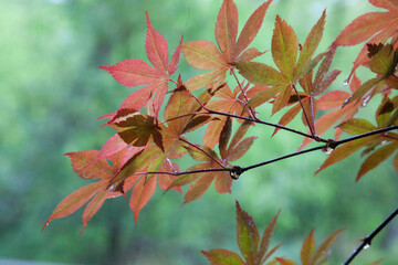 Orange Maple leaves in the sunshine