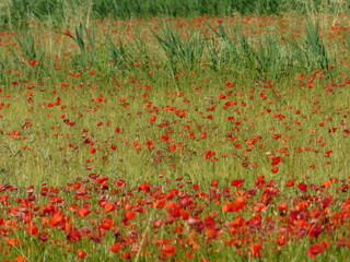 campo di papaveri in giugno