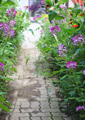 Pretty pink and purple  flowers 