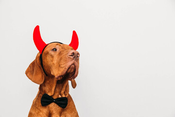 Hungarian vizsla dog in a devil costume with horns and bow on a light gray background